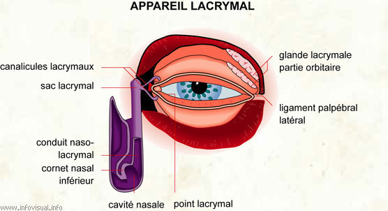 Appareil lacrymal (Dictionnaire Visuel)